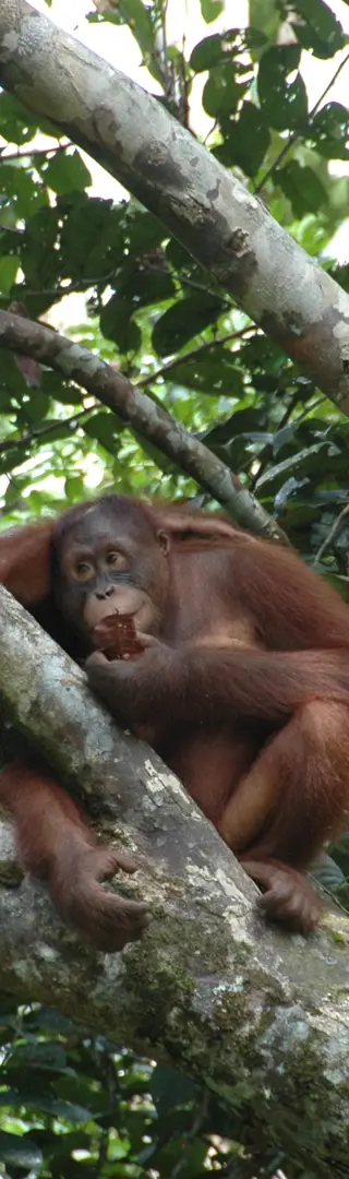 Semenggoh Orang Utan Rehabilitations Center